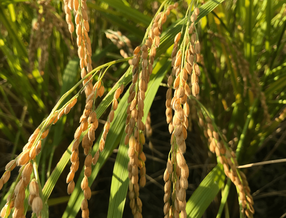 無農薬栽培米